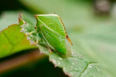 <i>Stictocephala alta</i>
