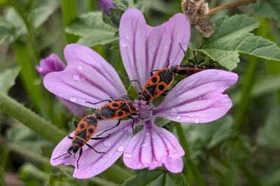 <i>Pyrrhocoris apterus</i>