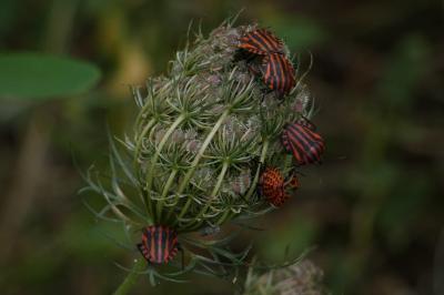 <i>Graphosoma italicum</i>