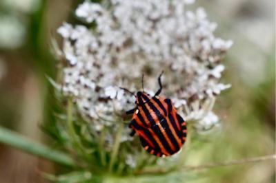 <i>Graphosoma italicum</i>