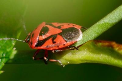 <i>Eurydema ornata</i>