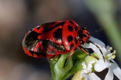 <i>Eurydema ornata</i>