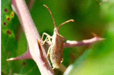 <i>Gonocerus acuteangulatus</i>