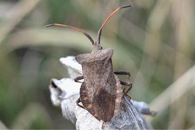 <i>Coreus marginatus</i>