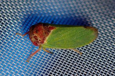 <i>Iassus lanio</i>