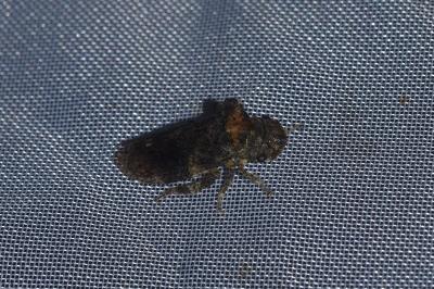 <i>Ledra aurita</i>