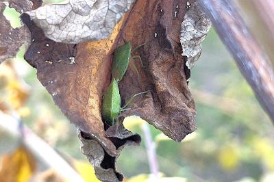 <i>Nezara viridula</i>