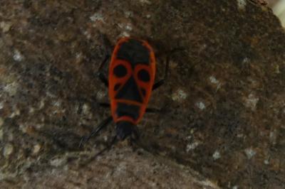 <i>Pyrrhocoris apterus</i>