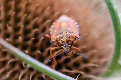 <i>Carpocoris mediterraneus</i>