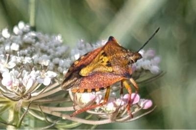 <i>Carpocoris mediterraneus</i>