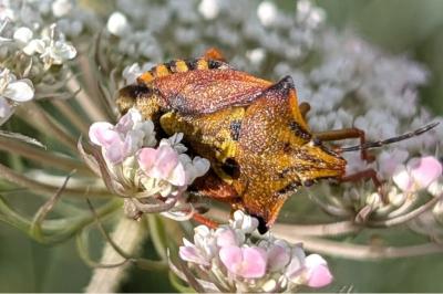 <i>Carpocoris mediterraneus</i>