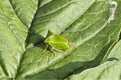 <i>Stictocephala alta</i>