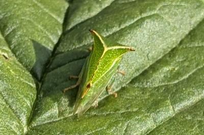 <i>Stictocephala alta</i>