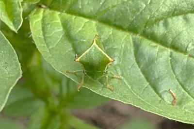 <i>Stictocephala alta</i>
