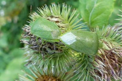 <i>Nezara viridula</i>