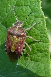 <i>Dolycoris baccarum</i>