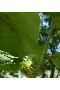 <i>Metcalfa pruinosa</i>