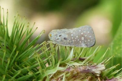 <i>Metcalfa pruinosa</i>