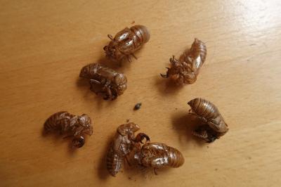 <i>Tibicina haematodes</i>