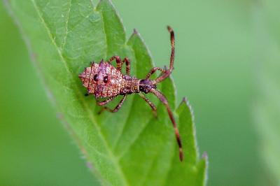 <i>Coreus marginatus</i>