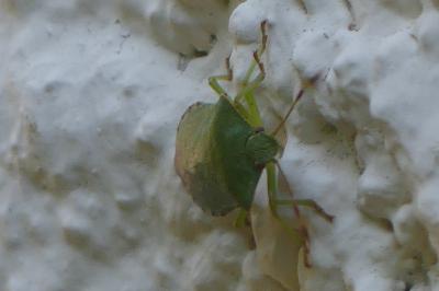 <i>Palomena prasina</i>