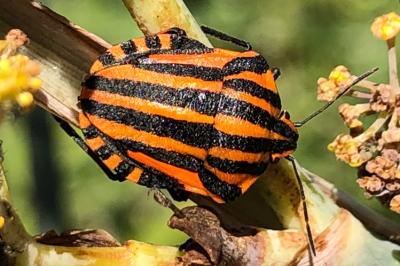 <i>Graphosoma italicum</i>