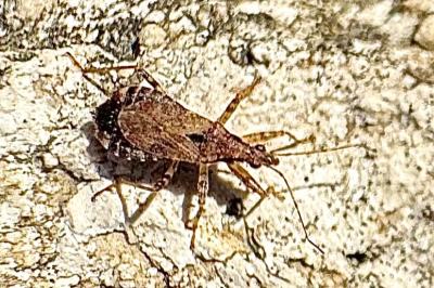 <i>Himacerus mirmicoides</i>