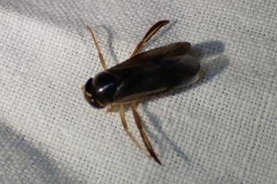 <i>Corixa</i>