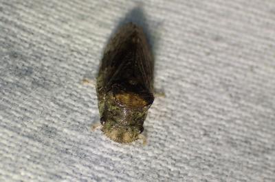 <i>Ledra aurita</i>