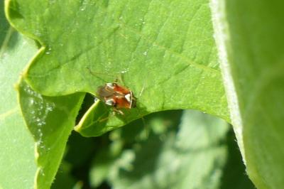 <i>Lygus pratensis</i>