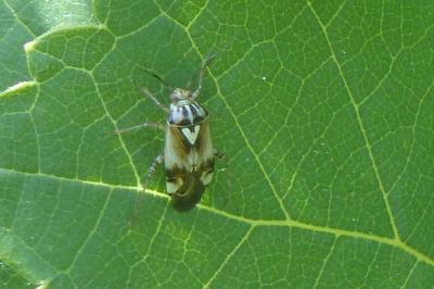 <i>Lygus pratensis</i>