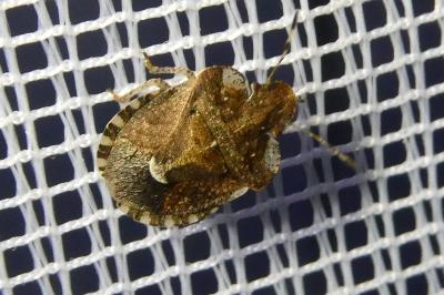 <i>Dyroderes umbraculatus</i>