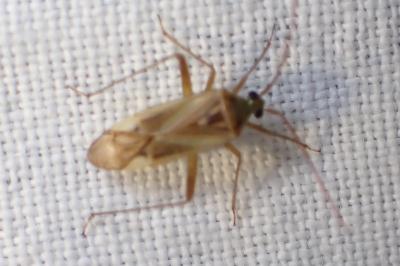 <i>Adelphocoris</i>