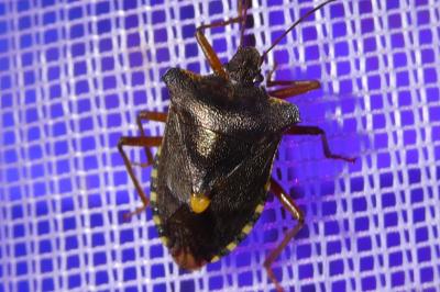 <i>Pentatoma rufipes</i>