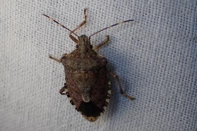 <i>Halyomorpha halys</i>