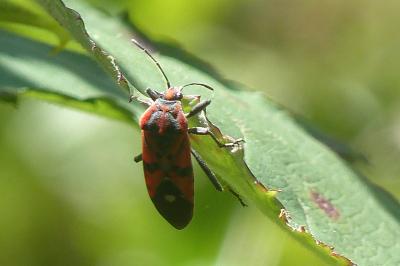 <i>Spilostethus pandurus</i>