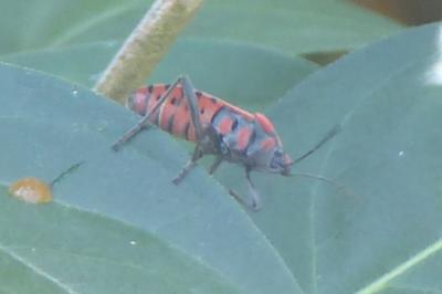<i>Spilostethus pandurus</i>