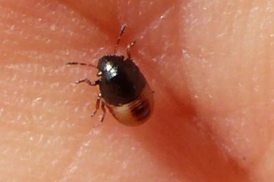 <i>Piezodorus lituratus</i>