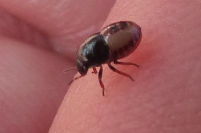 <i>Piezodorus lituratus</i>