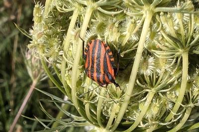 <i>Graphosoma italicum</i>