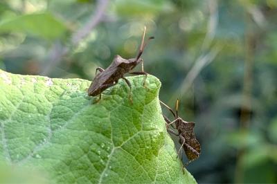 <i>Coreus marginatus</i>