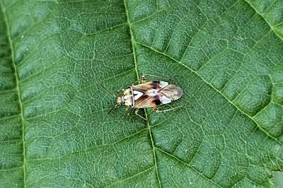 <i>Lygus pratensis</i>