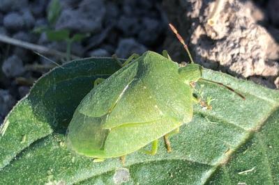 <i>Nezara viridula</i>