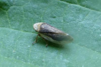 <i>Philaenus spumarius</i>