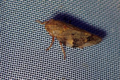 <i>Aphrophora alni</i>