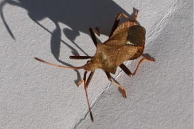 <i>Coreus marginatus</i>