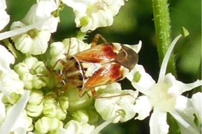 <i>Lygus pratensis</i>
