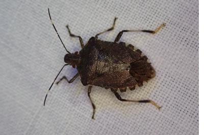 <i>Halyomorpha halys</i>