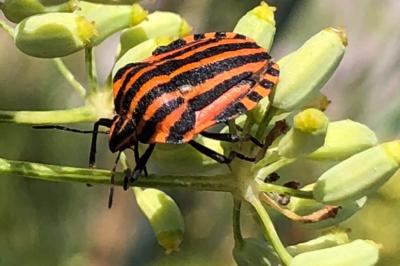 <i>Graphosoma italicum</i>