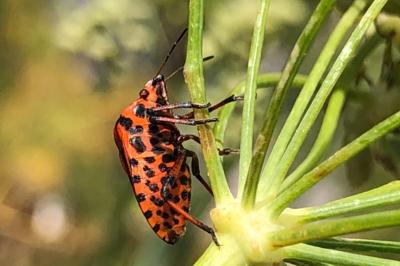 <i>Graphosoma italicum</i>